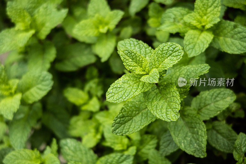 关闭薄荷植物/种植园